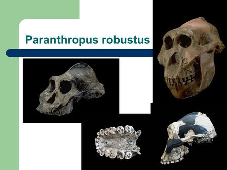 Paranthropus robustus. Australopithecus africanus.