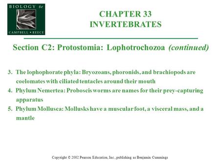 CHAPTER 33 INVERTEBRATES Copyright © 2002 Pearson Education, Inc., publishing as Benjamin Cummings Section C2: Protostomia: Lophotrochozoa (continued)