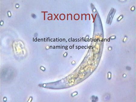 Taxonomy Identification, classification and naming of species.