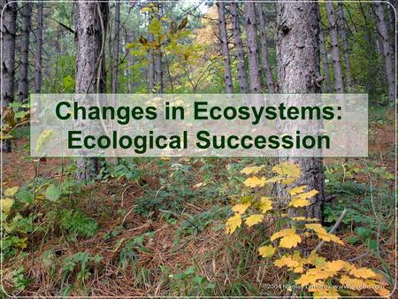 Community Ecology and Keystone Species — Steemit
