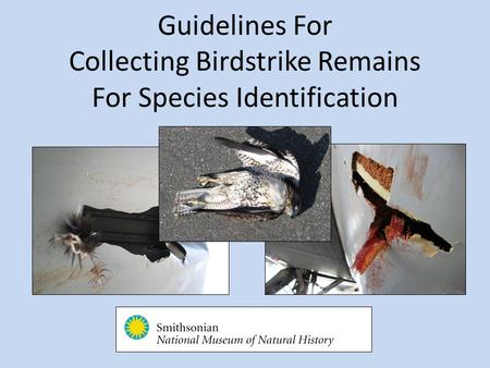 Guidelines For Collecting Birdstrike Remains For Species Identification.