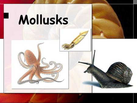 Mollusks.
