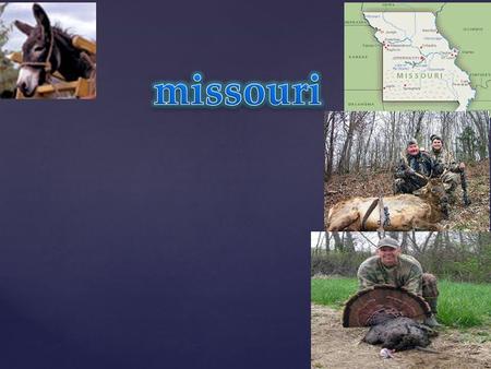 Econamy Agriculture: Livestock and livestock products are responsible for a little over 1/2 of Missouri's agricultural production. Missouri is a leading.