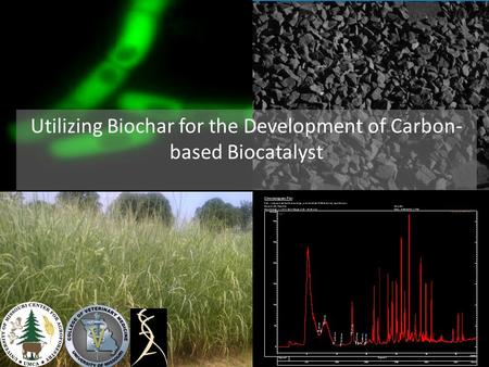Utilizing Biochar for the Development of Carbon-based Biocatalyst