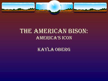 The American Bison: America’s Icon