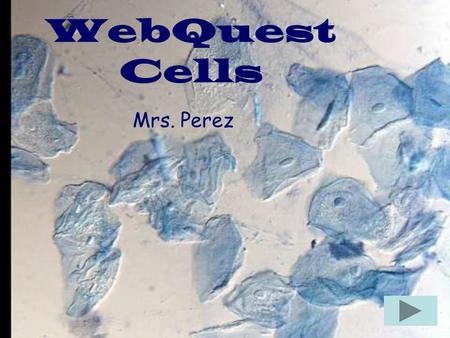 WebQuest Cells Mrs. Perez. Intro Task Process Evaluation Conclusion Teacher Intro The invention of the microscope made it possible for people to discover.