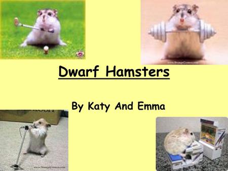 Dwarf Hamsters By Katy And Emma.