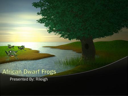 African Dwarf Frogs Presented By: Rileigh.