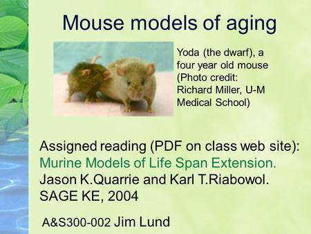 Mouse models of aging A&S300-002 Jim Lund Assigned reading (PDF on class web site): Murine Models of Life Span Extension. Jason K.Quarrie and Karl T.Riabowol.