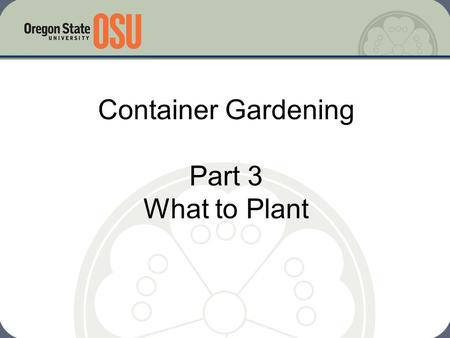 Container Gardening Part 3 What to Plant
