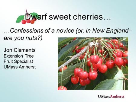 …Confessions of a novice (or, in New England– are you nuts?) Jon Clements Extension Tree Fruit Specialist UMass Amherst Dwarf sweet cherries…