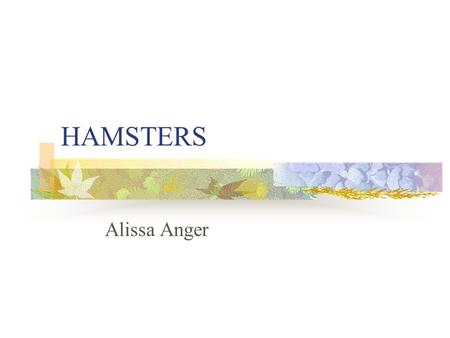 HAMSTERS Alissa Anger. Syrian Hamster (Mesocricetus auratus) Muridae -family Rodentia –order includes other common rodents such as gerbils, rats, mice,