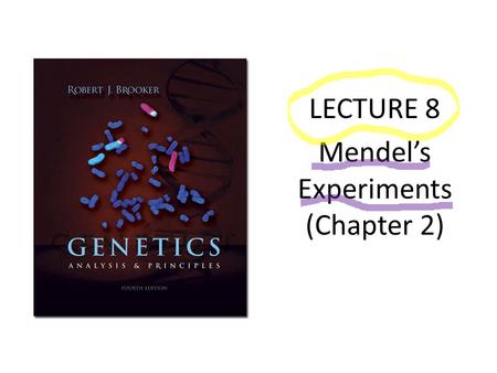 LECTURE 8 Mendel’s Experiments (Chapter 2)
