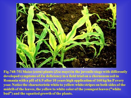 Fig.748-751 Maize (corn) plants (Zea mays) in the juvenile stage with differently developed symptoms of Zn deficiency in a field trial on a chernozem soil.