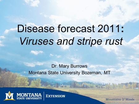 Disease forecast 2011: Viruses and stripe rust Dr. Mary Burrows Montana State University Bozeman, MT.