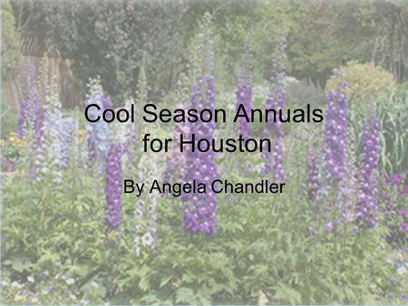 © 2011 Angela Chandler – All Rights Reserved Cool Season Annuals for Houston By Angela Chandler.
