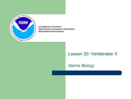 Lesson 20: Vertebrates II Marine Biology. Classification Overview Common Vertebrates Phlyum Subphylum Chordata Vertebrata Classes Chondrichthyes Actinopterygii.
