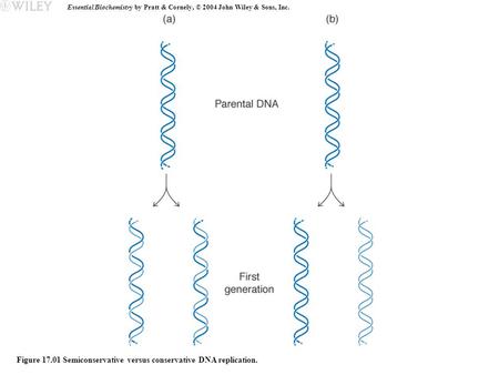 Essential Biochemistry by Pratt & Cornely, © 2004 John Wiley & Sons, Inc. Figure 17.01 Semiconservative versus conservative DNA replication.