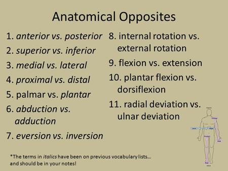 Anatomical Opposites 1. anterior vs. posterior 2. superior vs. inferior 3. medial vs. lateral 4. proximal vs. distal 5. palmar vs. plantar 6. abduction.