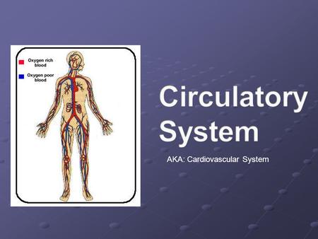 AKA: Cardiovascular System. Cardiovascular/Circulatory System At this station you will: Determine how much blood is in a human body. Determine how much.