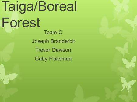 Taiga/Boreal Forest Team C Joseph Branderbit Trevor Dawson Gaby Flaksman.