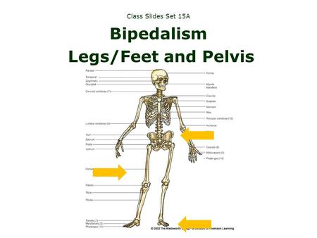 Class Slides Set 15A Bipedalism Legs/Feet and Pelvis.