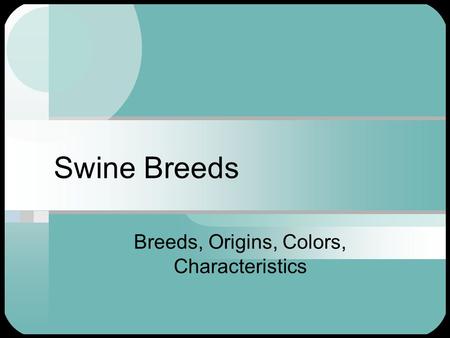 Swine Breeds Breeds, Origins, Colors, Characteristics.