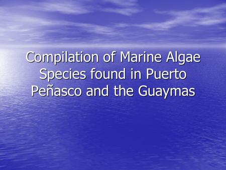 Compilation of Marine Algae Species found in Puerto Peñasco and the Guaymas.