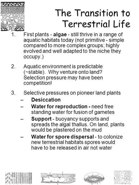 The Transition to Terrestrial Life