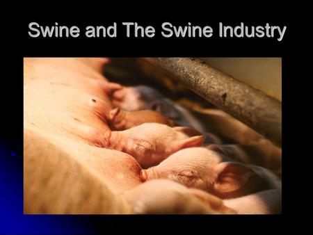 Swine and The Swine Industry. Origin and Domestication of Swine Today’s swine originated from: European Wild Boar – still exist in Europe Black and gray.