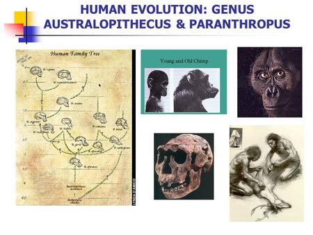 HUMAN EVOLUTION: GENUS AUSTRALOPITHECUS & PARANTHROPUS.