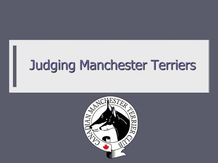 Judging Manchester Terriers. History and Background  Black and tan coloured terriers documented back to Tudor times and likely before.