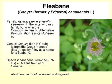 Fleabane (Conyza (formerly Erigeron) canadensis L.) Family: Asteraceae (ass-ter-AY- see-ee) – In the aster or daisy family but was in the Compositae family.