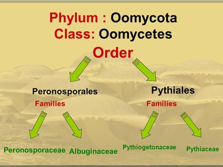 Phylum : Oomycota Class: Oomycetes