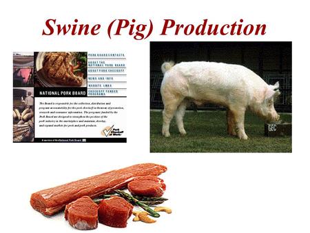 Swine (Pig) Production. Main Purpose – to produce pork for Human consumption.