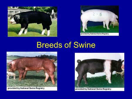 Breeds of Swine. Foundation Developed from the Eurasian Wild Boar Domesticated about 9000 years ago Not used in nomadic tribes.