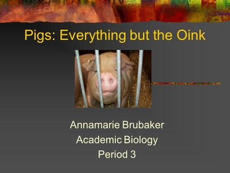 Pigs: Everything but the Oink Annamarie Brubaker Academic Biology Period 3.