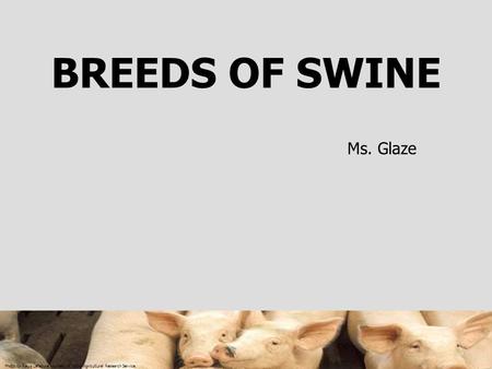 BREEDS OF SWINE Ms. Glaze.