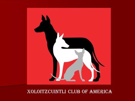 XOLOITZCUINTLI CLUB OF AMERICA