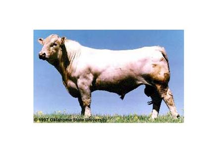 Charolias High Growth Breed Originally from France Know for Muscle and Cutability.