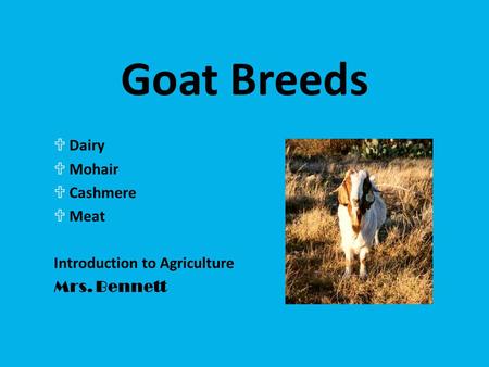 Goat Breeds UDairy UMohair UCashmere UMeat Introduction to Agriculture Mrs. Bennett.