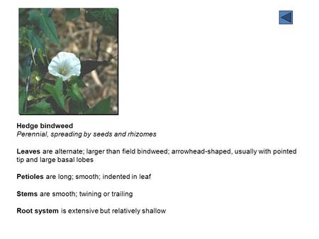 Hedge bindweed Perennial, spreading by seeds and rhizomes Leaves are alternate; larger than field bindweed; arrowhead-shaped, usually with pointed tip.