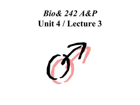 Bio& 242 A&P Unit 4 / Lecture 3.