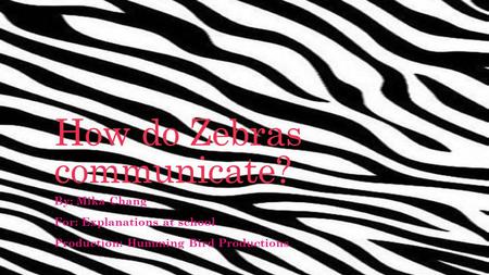 How do Zebras communicate? By: Mika Chang For: Explanations at school Production: Humming Bird Productions.