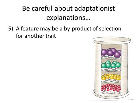 Be careful about adaptationist explanations… 5) A feature may be a by-product of selection for another trait.