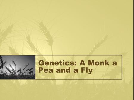 Genetics: A Monk a Pea and a Fly. Mendel and His Peas Born in Czech Republic in 1822 Studied math in Vienna Was in charge of the monastery garden Conducted.