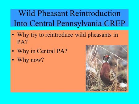 Wild Pheasant Reintroduction Into Central Pennsylvania CREP Why try to reintroduce wild pheasants in PA? Why in Central PA? Why now?