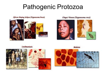 Pathogenic Protozoa. Trypanosoma brucei African Sleeping Sickness 60 M in sub-Saharan Africa 300-500 K Uniformly fatal within 2 yrs Poor due to antigenic.