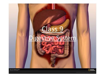 Class 9 Digestive System