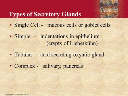 Copyright © 2006 by Elsevier, Inc. Types of Secretory Glands Single Cell - mucous cells or goblet cells Simple - indentations in epithelium (crypts of.